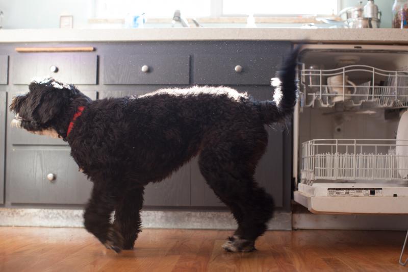 cane vivino lavastoviglie a Bologna